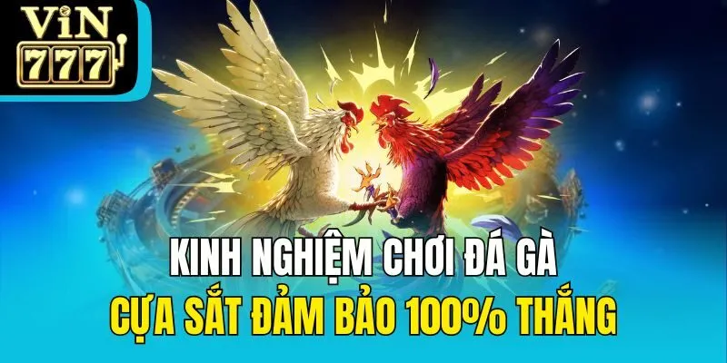 Kinh nghiệm chơi đá gà cựa sắt đảm bảo 100% thắng