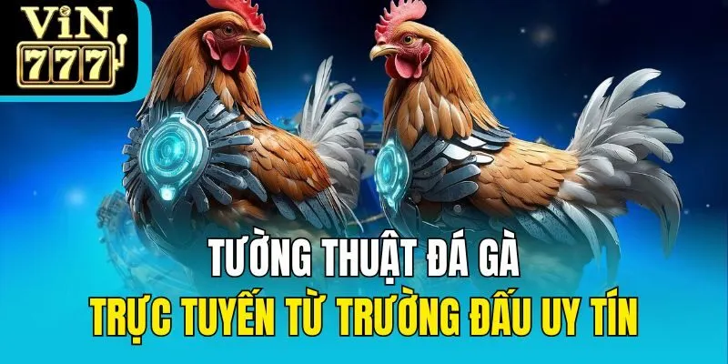 Tường thuật đá gà trực tuyến từ trường đấu uy tín